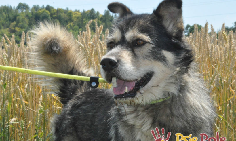 BESKID BESKID