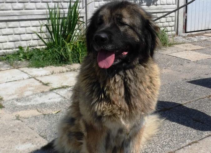 GRUZJA GRUZJA