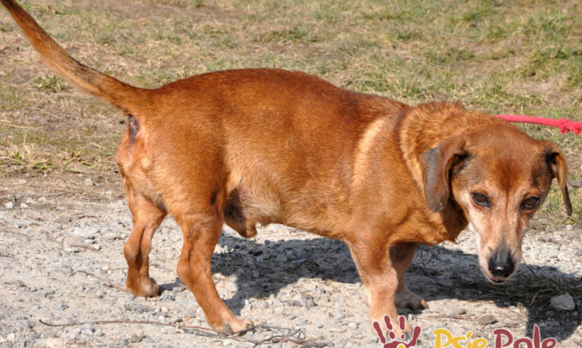 KAROL – KAROLEK KAROL – KAROLEK