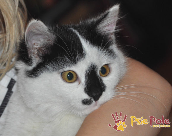 Mała kotka PINIATKA-SAWUSIA