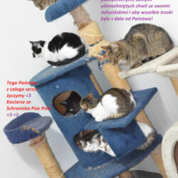 17.02.2021 r. DZIEŃ KOTA