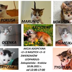 AKCJA ADOPCYJNA