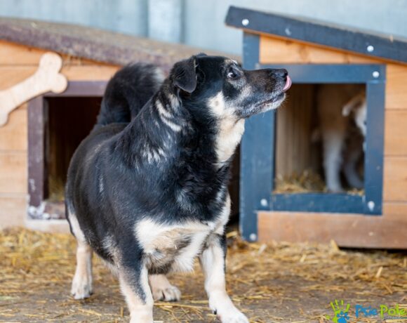 CZAREK od Bobika CZAREK od Bobika