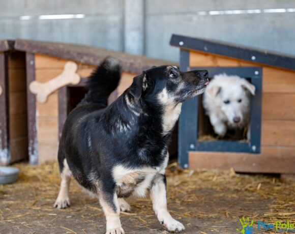 CZAREK od Bobika CZAREK od Bobika