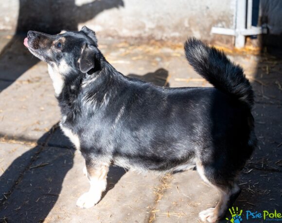 CZAREK od Bobika CZAREK od Bobika