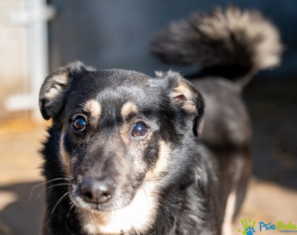 CZAREK od Bobika CZAREK od Bobika