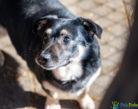 CZAREK od Bobika CZAREK od Bobika