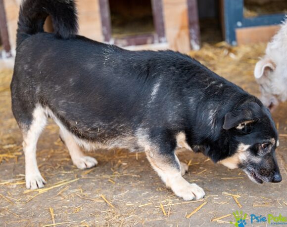 CZAREK od Bobika CZAREK od Bobika