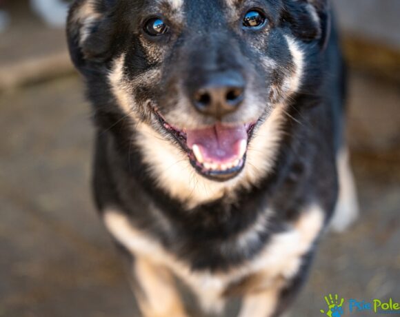 CZAREK od Bobika CZAREK od Bobika