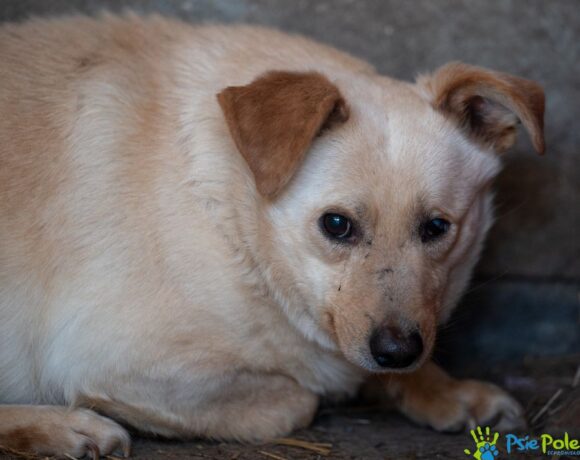 PUFI