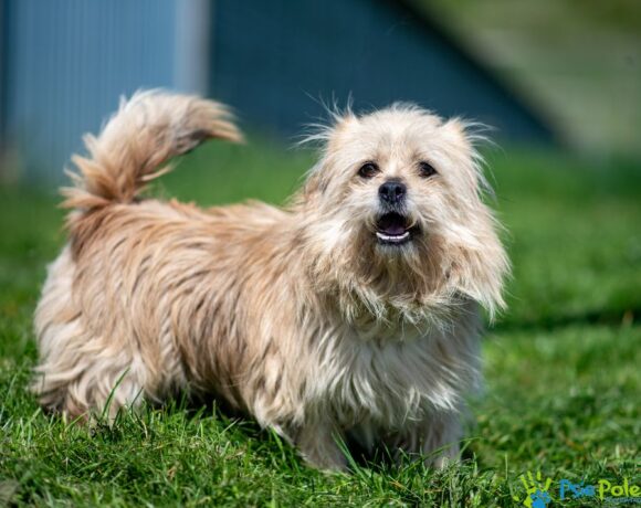 GIZMO