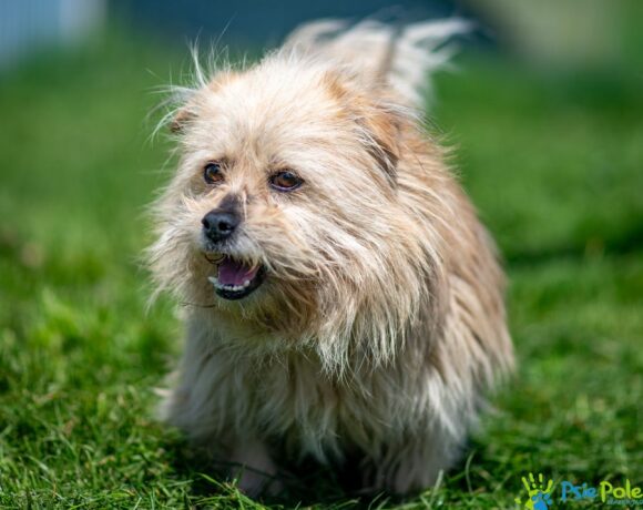 GIZMO