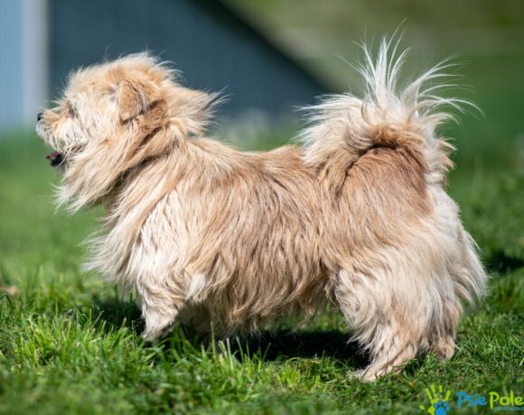 GIZMO