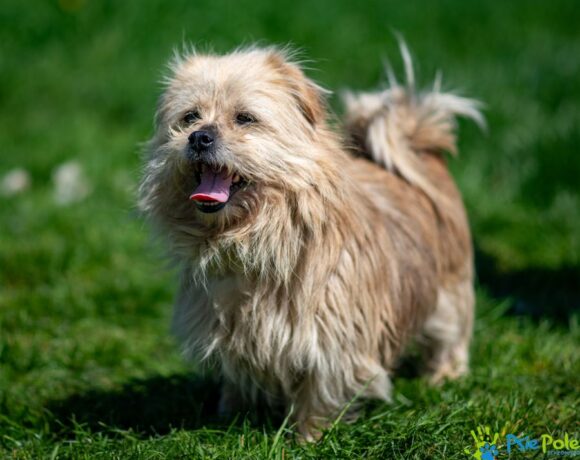 GIZMO