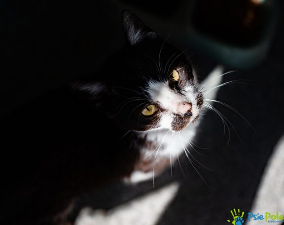 IZZY
