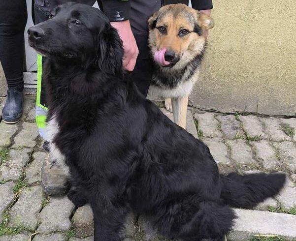 DORA i CZUCZU z Iwanowic