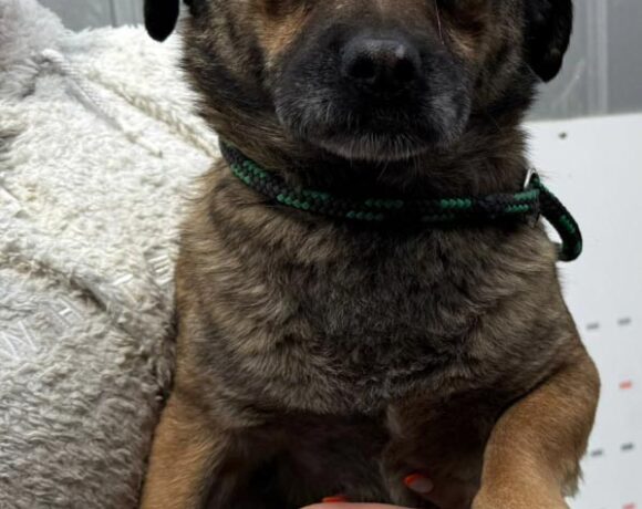 SCRAPPY DOO