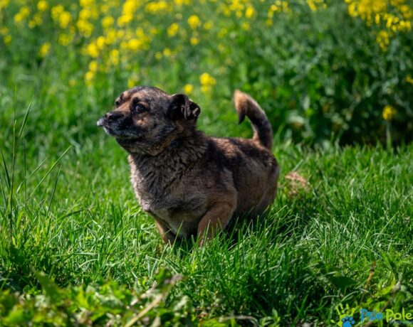 SCRAPPY DOO