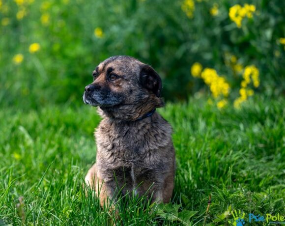 SCRAPPY DOO