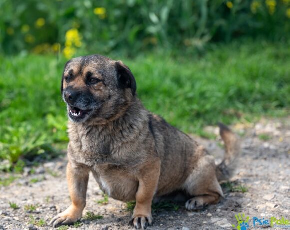 SCRAPPY DOO