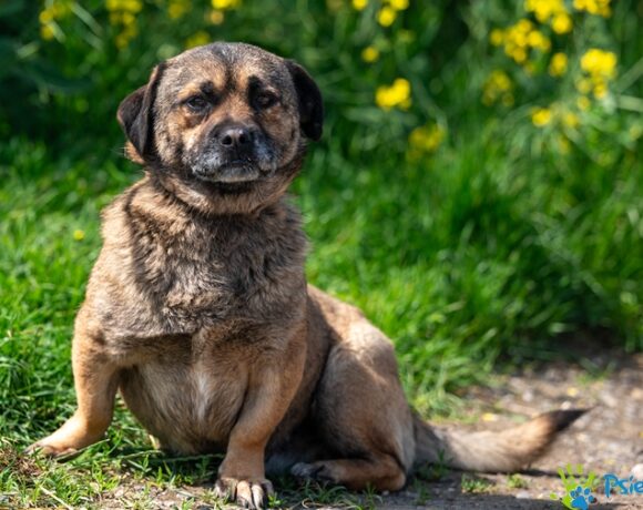 SCRAPPY DOO