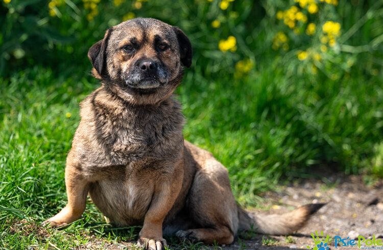 SCRAPPY DOO