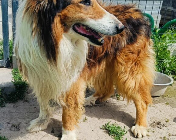 BENSON
