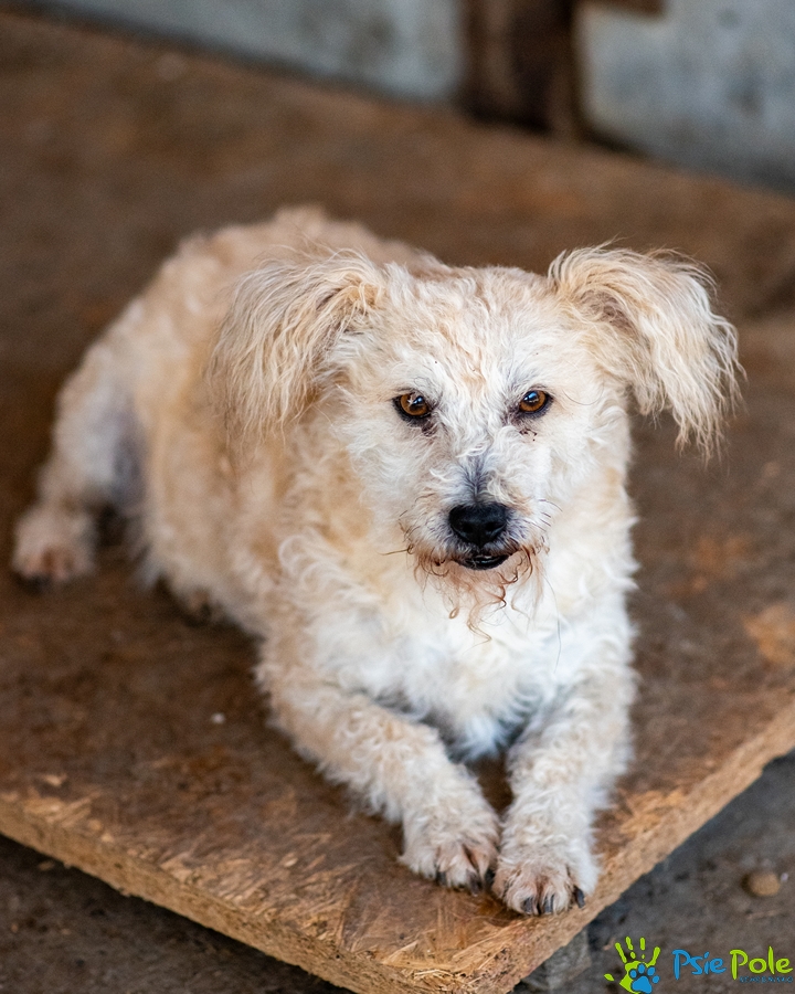 BERBERYS BERBERYS