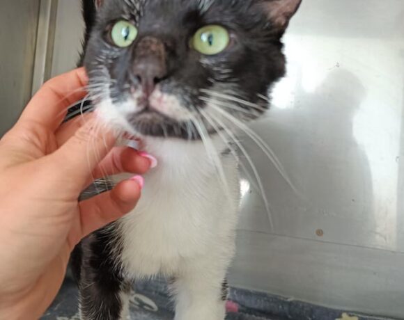 Kotek OREO