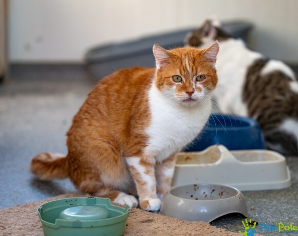 Kotek PEDRO Kotek PEDRO