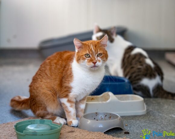 Kotek PEDRO Kotek PEDRO