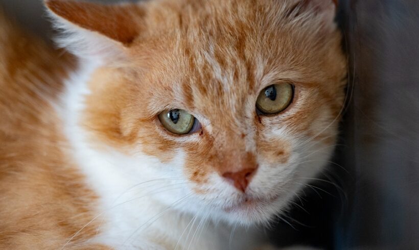 Kotek PEDRO