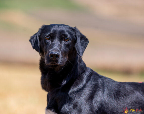 BONNIE