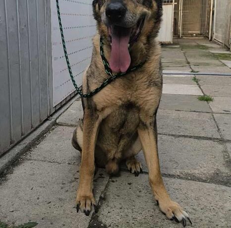HUGO