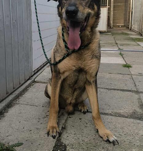 HUGO