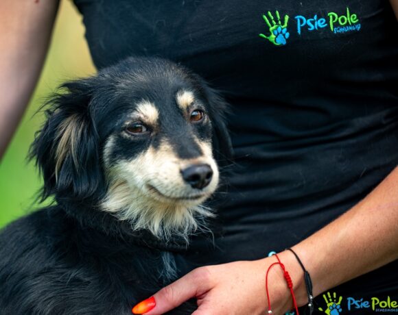 PEGY