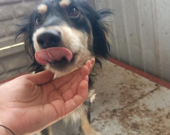 PEGY