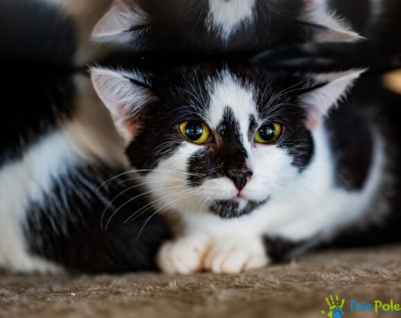 Kotek ARMAGEDON Kotek ARMAGEDON