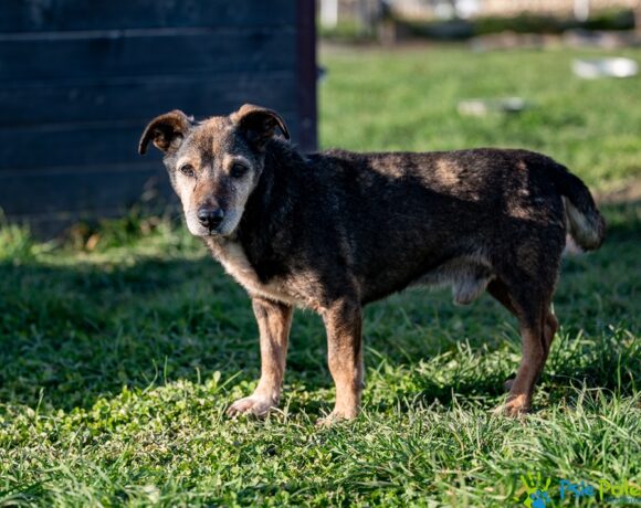 DOBROSŁAW DOBROSŁAW