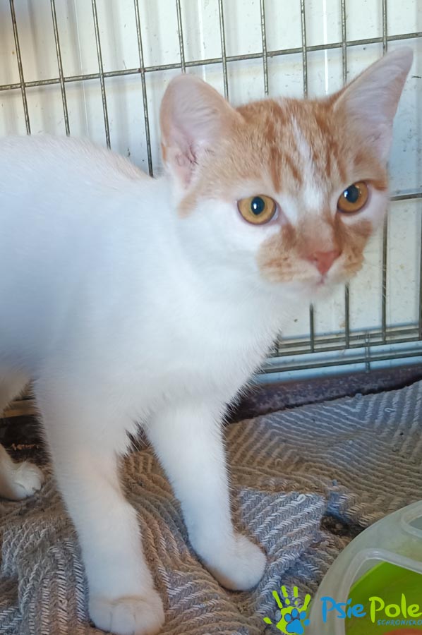 Kotek IGLACZEK Kotek IGLACZEK