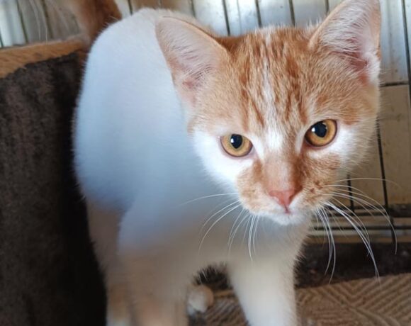 Kotek IGLACZEK Kotek IGLACZEK