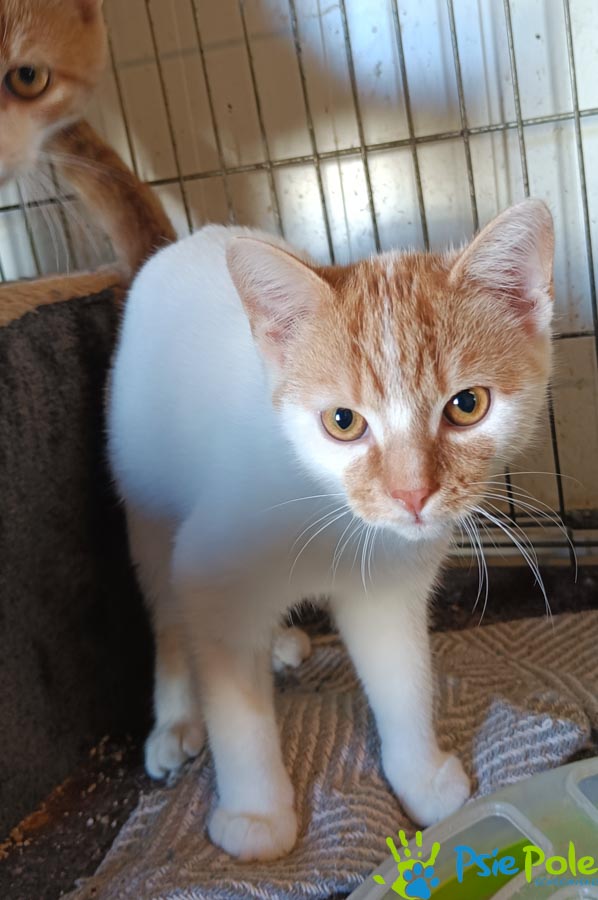 Kotek IGLACZEK Kotek IGLACZEK