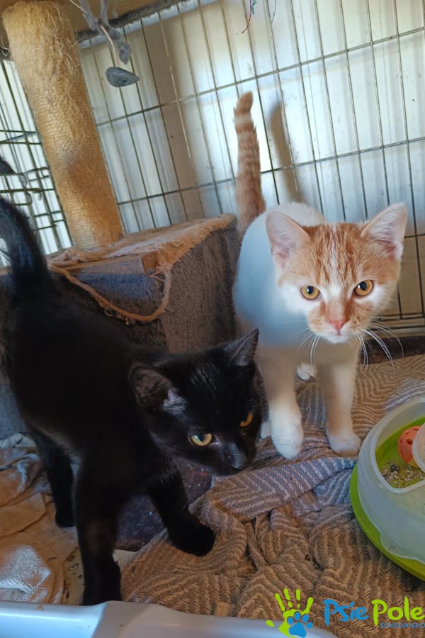 Kotek IGLACZEK Kotek IGLACZEK