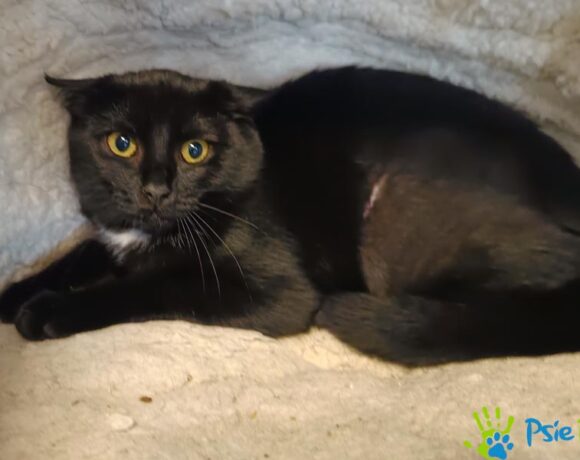 Kotka INWAZJA Kotka INWAZJA