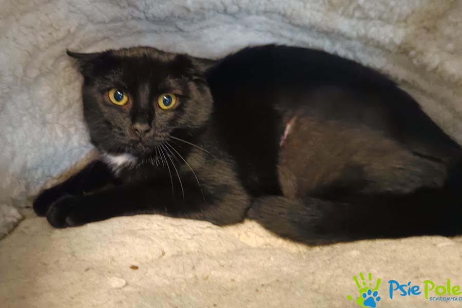 Kotka INWAZJA Kotka INWAZJA