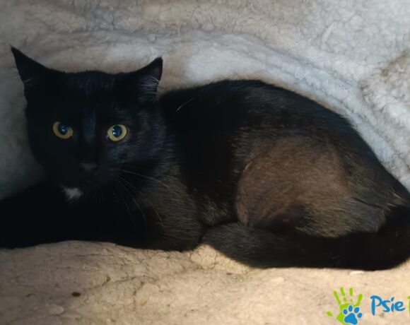 Kotka INWAZJA Kotka INWAZJA