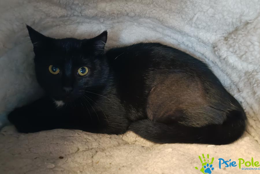 Kotka INWAZJA Kotka INWAZJA