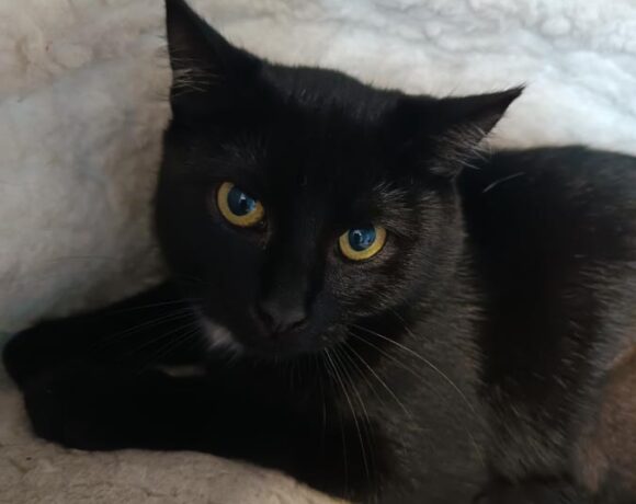 Kotka INWAZJA Kotka INWAZJA