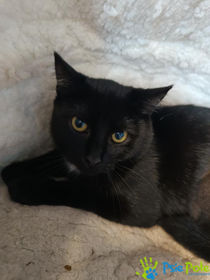 Kotka INWAZJA Kotka INWAZJA