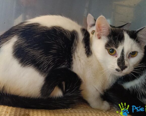 Kotek KATAKLIZM Kotek KATAKLIZM